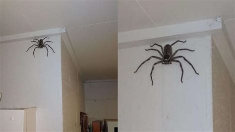 家裡出現超大蜘蛛 弊病 意思